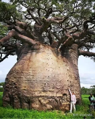 Баобаб дерево - 50 фото
