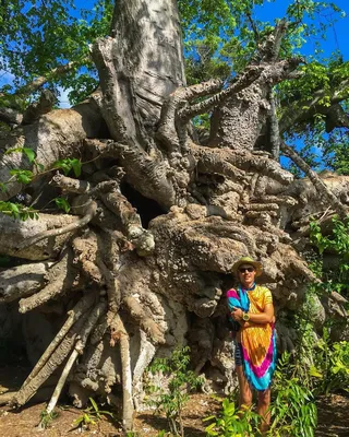 Grisha Grishkoff on Instagram: “Корневая система баобаба , очень  впечатляет! #island #zanzibarisland #БАОБАБ #massai #baobab #tree” |  Instagram posts, Instagram