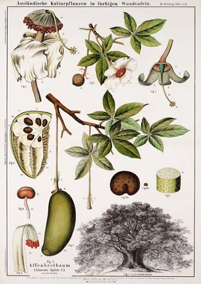 Баобаб – дерево и древесина – Adansonia digitata