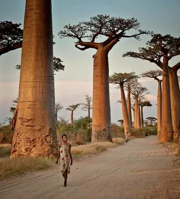 Дерево в Африке баобаб - фото и картинки: 61 штук