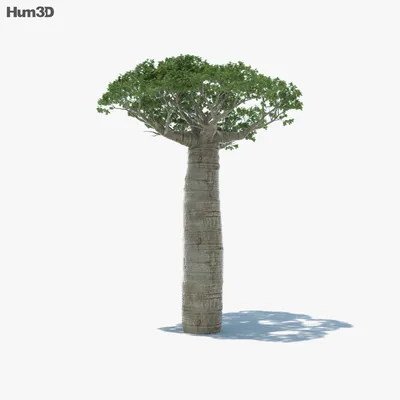 Баобаб 3D модель - Растения на Hum3D