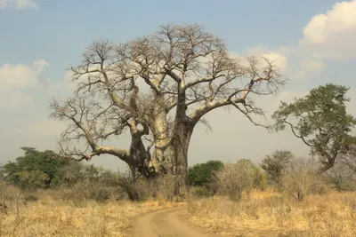 Где в Африке можно увидеть баобабы — Best of Africa