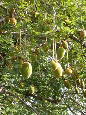 Баобаб – дерево и древесина – Adansonia digitata