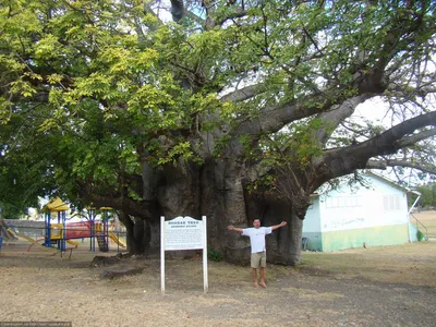 Баобаб: одно из самых удивительных деревьев планеты