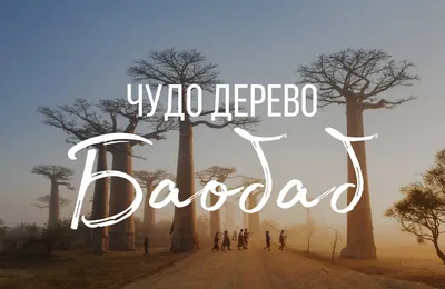 Баобаб - удивительное дерево жизни, польза и применение