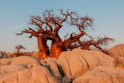 Дерево баобаб - описание и фото ормного растения долгожителя