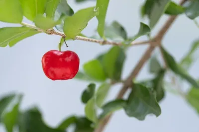 Барбадосская вишня: удивительный суперфрукт - YouTube