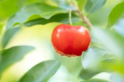 Свежий спелый ацерола барбадосская вишня Целые и обрезанные фрукты Рисунок,  нарисованный водяным цветом, изолированный на белом ф Стоковое Фото -  изображение насчитывающей эскиз, ягод: 164825312