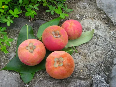 бархатные яблочные фрукты или бисбул Стоковое Фото - изображение  насчитывающей ð±ð°ñ€ñ…ð°ñ‚, ñ ð»ð°ð: 224681538