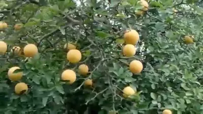 Топ-50 экзотических фруктов