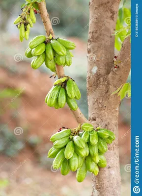 плод билимби на дереве стоковое фото. изображение насчитывающей ингридиент  - 215638384