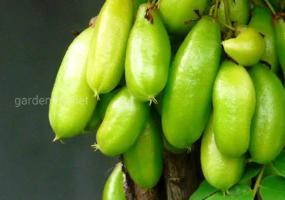 Averrhoa bilimbi и зеленые листья на плетеном бамбуке, известном как плоды  билимби, огуречное дерево, плодоносящее дерево из рода averrhoa, многие  преимущества и витамины для здоровья, выбранный фокус. | Премиум Фото