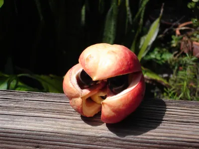 Аки (растение) — Википедия