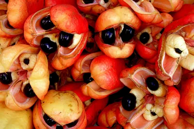 Экзотические фрукты мира: фото, названия. Тропические фрукты и ягоды  Тайланда, Вьетнама на Туристер.Ру