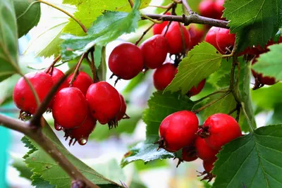 Боярышник - любимая осенняя ягода