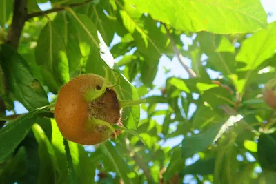 Воаванга фрукт (66 фото) »