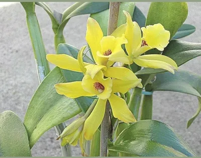 Саженцы орхидея ваниль купить в Москве 🌴