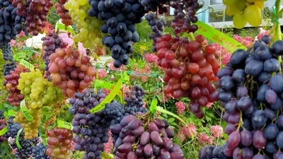 Диетолог рассказала, кому не стоит увлекаться виноградом - РИА Новости,  07.11.2022