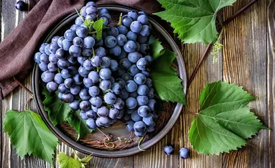 Технический виноград: что это, где используют, особенности выращивания,  популярные сорта
