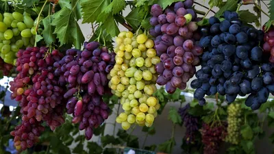 Узбекистан и Россия выведут новые сорта винограда