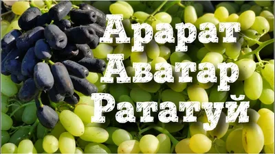 К-ш Аватар, Рататуй, Арарат - просто супер виноград ǃ ǃ ǃ - YouTube