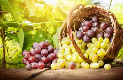 Столовый виноград | RU Lebosol® Dünger