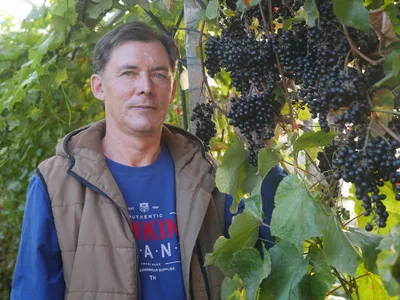 Как вырастить шикарный виноград в Сибири. Опыт тюменца с 18-летним стажем |  Вслух.ru