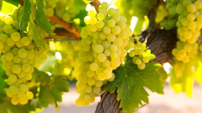 Купить Вино из винограда Шардоне (Chardonnay)