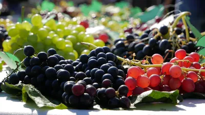 Какие сорта винограда растут в Беларуси и хороши для вина