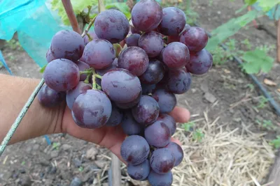 Виноград Армани - купить саженцы ягодных культур с доставкой по Украине в  магазине Добродар