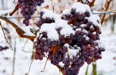 Виноградники зимой. Как вырастить виноград в самых северных широтах