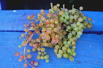 Коринка русская» — мой любимый виноград. Опыт выращивания, преимущества и  недостатки. Фото — Ботаничка