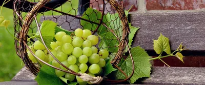 Виноград: польза и вред для организма🍇