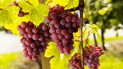 Потребление винограда оздоровило микробиом кишечника — Naked Science