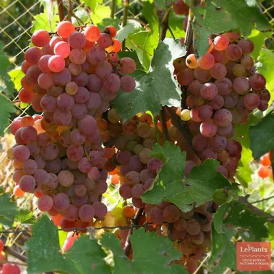 Виноград культурный (Vitis vinifera) — описание, выращивание, фото | на  LePlants.ru