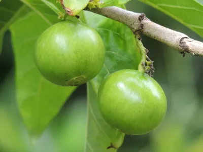 Воаванга фрукт (66 фото) »