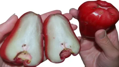А вы пробовали тайские восковые яблоки? - YouTube