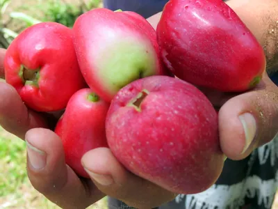 Малайское яблоко (39 фото) » НА ДАЧЕ ФОТО