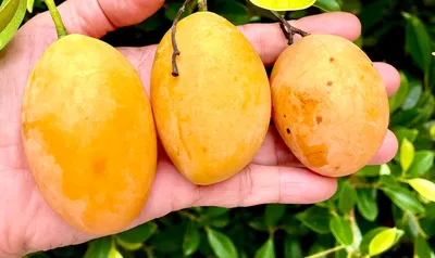 Разнообразие экзотических фруктов ананас гандария питая гандария на  азиатском рынке | Премиум Фото