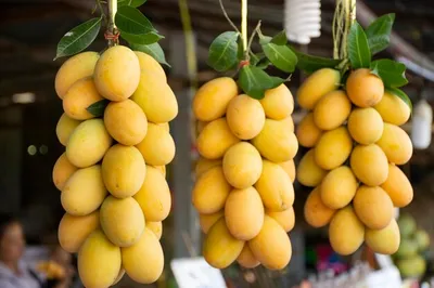 Марианская слива или гандария или сливовое манго на прилавке для продажи в  местном магазине в накхоннайок, таиланд | Премиум Фото