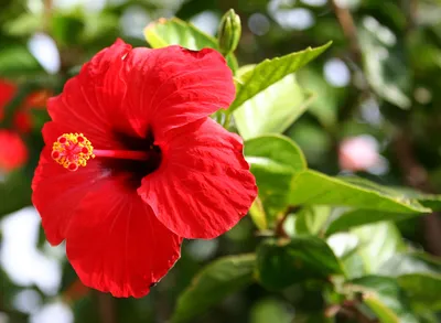 National flower of M a l a y s i a | Hibiscus rosa sinensis, Hibiscus  plant, Gudhal flower
