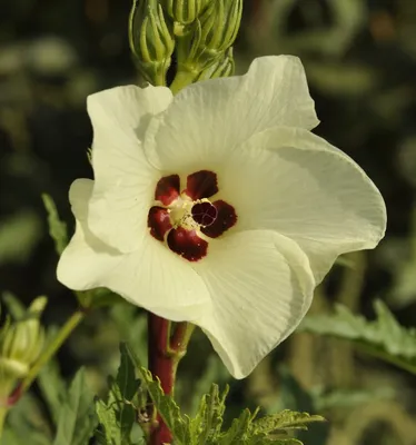 Hibiscus esculentus - Изображение особи - Плантариум
