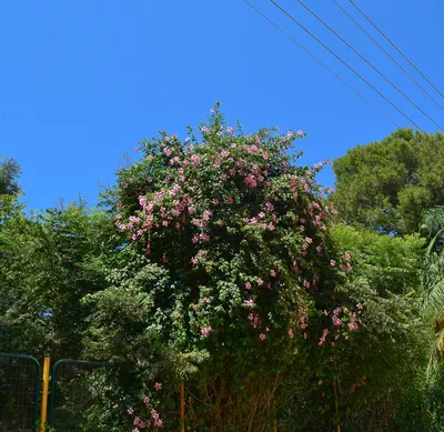 Гибискус (Hibiscus) – Лиственные кустарники Буква «Г» - цветочный портал  Ваш Сад!