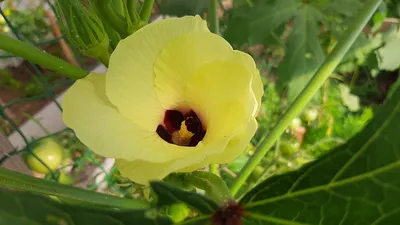 Гибискус или цветок смерти: виды, фото и полезные свойства