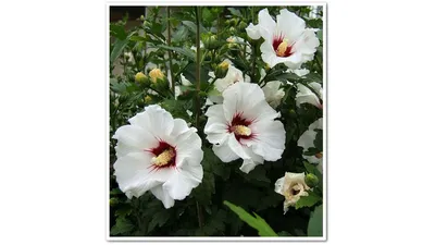 Сироп Гибискус (Розелла) съедобные цветы LUNN 14173349 купить в  интернет-магазине Wildberries