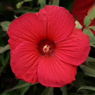 Бамия / Hibiscus esculentus / Abelmoschus esculentus | Садовое  обозрение/Garden review