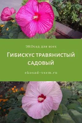 Гибискус Роза-sinensis Китая розовый, или Shoeblackplant - цветковое  растение Иллюстрация вектора - иллюстрации насчитывающей гибискус,  косметика: 89754568