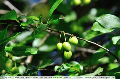Simarouba glauca - Paradise Tree. Fruit. Family Simaroubaceae. | Flora,  Garden tours, Native plants