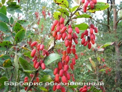 Олави, цена в Минске от компании Сад Шевко