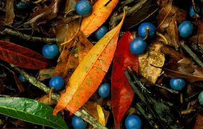 Обои листья, ягоды, голубой квандонг, голубое мраморное дерево, элеокарпус  узколистный, голубая фига картинки на рабочий стол, раздел природа - скачать